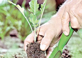 Головні принципи вирощування розсади