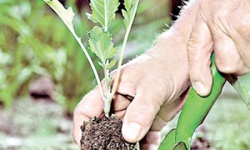 Головні принципи вирощування розсади