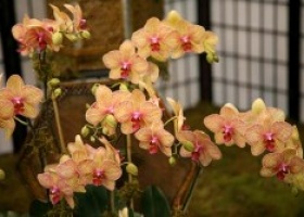 Вирощування Орхідеї Фаленопсис в домашніх умовах: посадка й догляд, розмноження і пересадка