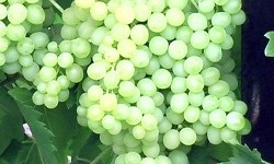 Як вибрати сорт винограду: основні відмінності і особливості