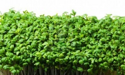 Крес-салат: вирощування на дачній ділянці