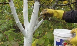 Очищення та побілка дерев восени