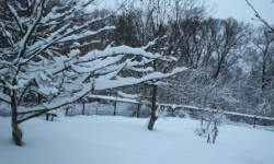 Підготовка дерев до зими: плодовий сад
