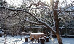 Підготовка саду до зимівлі: ягідні культури