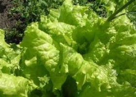 Вирощування салату: сорти, розсада, посадка та догляд