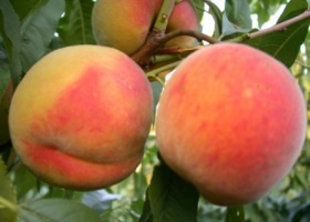 Які сорти персика слід вирощувати на дачі