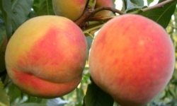 Які сорти персика слід вирощувати на дачі
