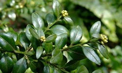 Самшит - унікальне, вічнозелена рослина для вашого саду