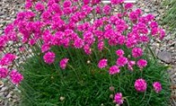 Армерія - прекрасний садовий квітка