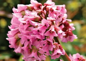 Бадан товстолистий - красиве і цілюща рослина на вашій ділянці