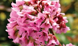 Бадан толстолистный - красивое и целебное растение на вашем участке