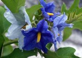 Синецветковые рослини на вашій дачі