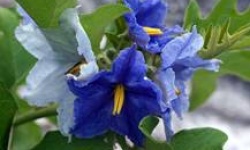 Синецветковые рослини на вашій дачі