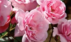 Вирощування троянди Флорибунда, посадка та догляд