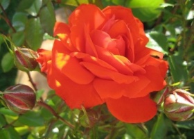 Кущові троянди на дачі: особливості догляду