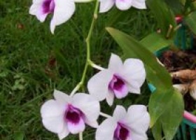 Орхідеї: сорти, особливості вирощування, догляд