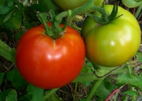 Способи вирощування помідорів в теплицях і в домашніх умовах