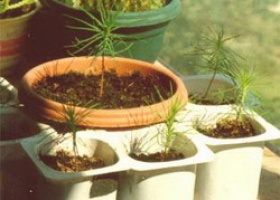 Вирощування бонсай з насіння