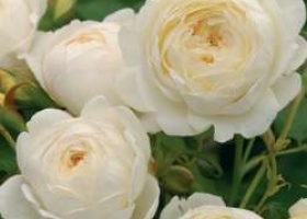 Англійські троянди: вибір сорту і покупка саджанців