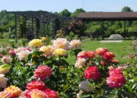 Розмноження садових квітів: троянди, іриси, лілії