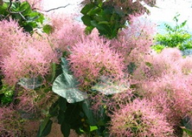 Скумпія - симпатичне і оригінальна рослина для прикраси саду