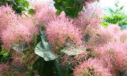 Скумпія - симпатичне і оригінальна рослина для прикраси саду