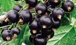 Вирощування чорної смородини: розмноження, садіння і догляд