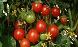 Вирощування томатів (помідорів): сорти, посадка й догляд, полив