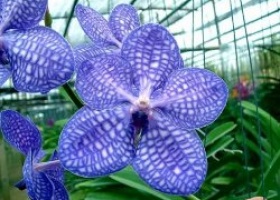 Орхідея Ванда: догляд, розмноження, посадка