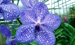 Орхідея Ванда: догляд, розмноження, посадка
