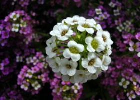 Аліссум - запашний квітка для саду