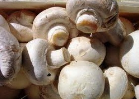 - Вирощування грибів у теплиці