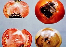 Захворювання овочів в теплиці: визначення та профілактика