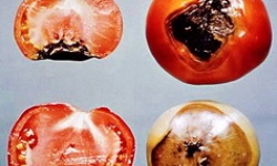 Захворювання овочів в теплиці: визначення та профілактика