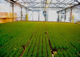 Вирощування зелені в теплиці