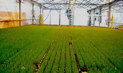 Вирощування зелені в теплиці