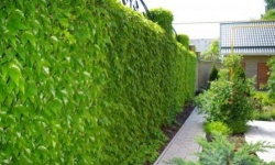 Вертикальне озеленення на дачі - кращий спосіб декору і стилізації ландшафтного дизайну