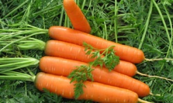 Вирощування моркви: вибір грунту, підготовка насіння, сівба та догляд