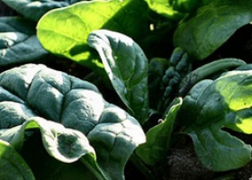 Вирощування шпинату на дачі: корисний продукт для власного споживання