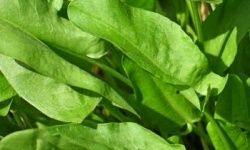 Вирощування щавлю: свіжа зелень салат або борщ завжди під рукою