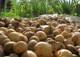 Технології вирощування картоплі: вибір сорти, добрива, полив, прибирання