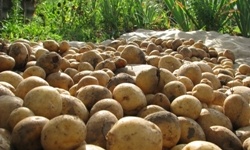 Технології вирощування картоплі: вибір сорти, добрива, полив, прибирання